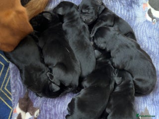 Labrador Retriever dogs - Advert 20