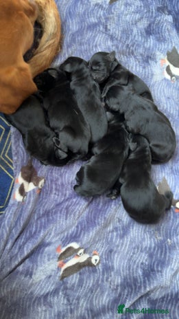 Labrador Retriever dogs - Advert 9