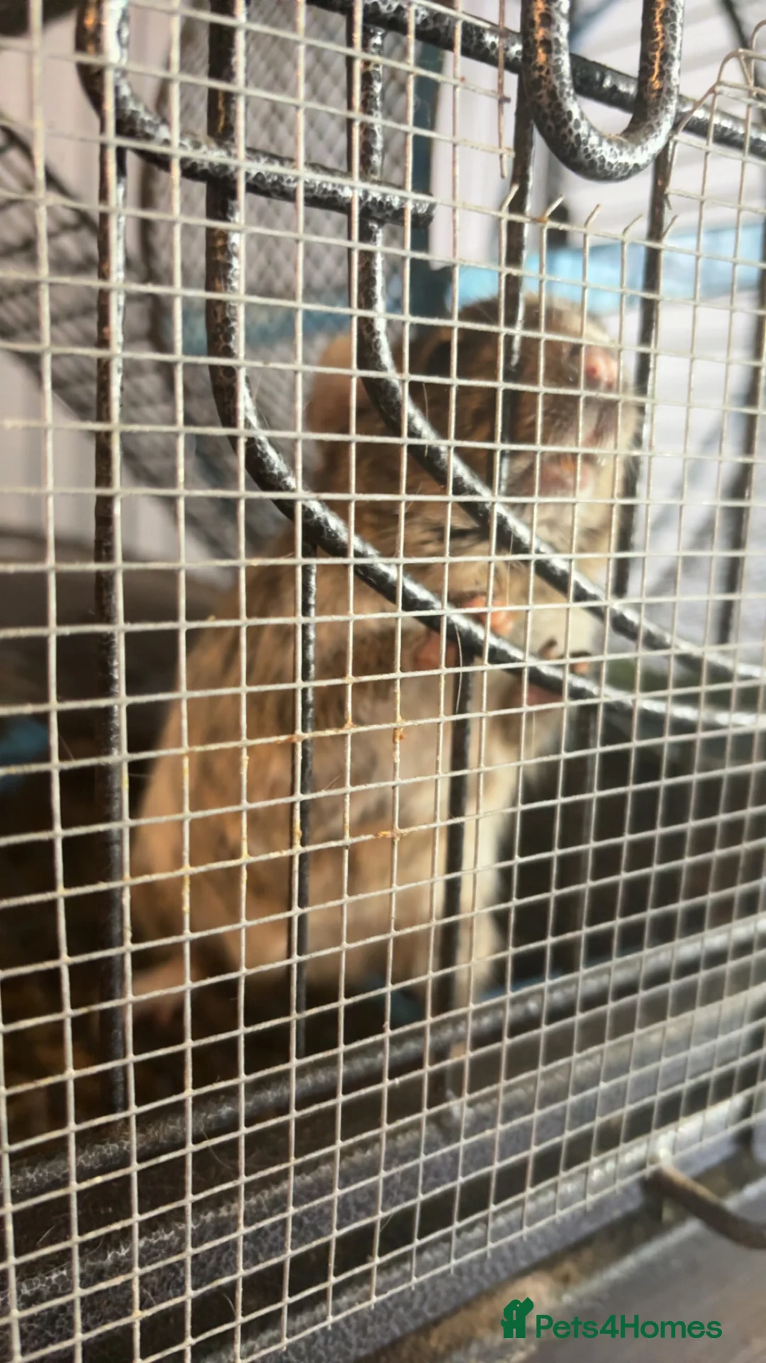 Degus rodents for sale: 2 MALE DEGUS FOR SALE NO CAGE  in Chatham - Advert 5