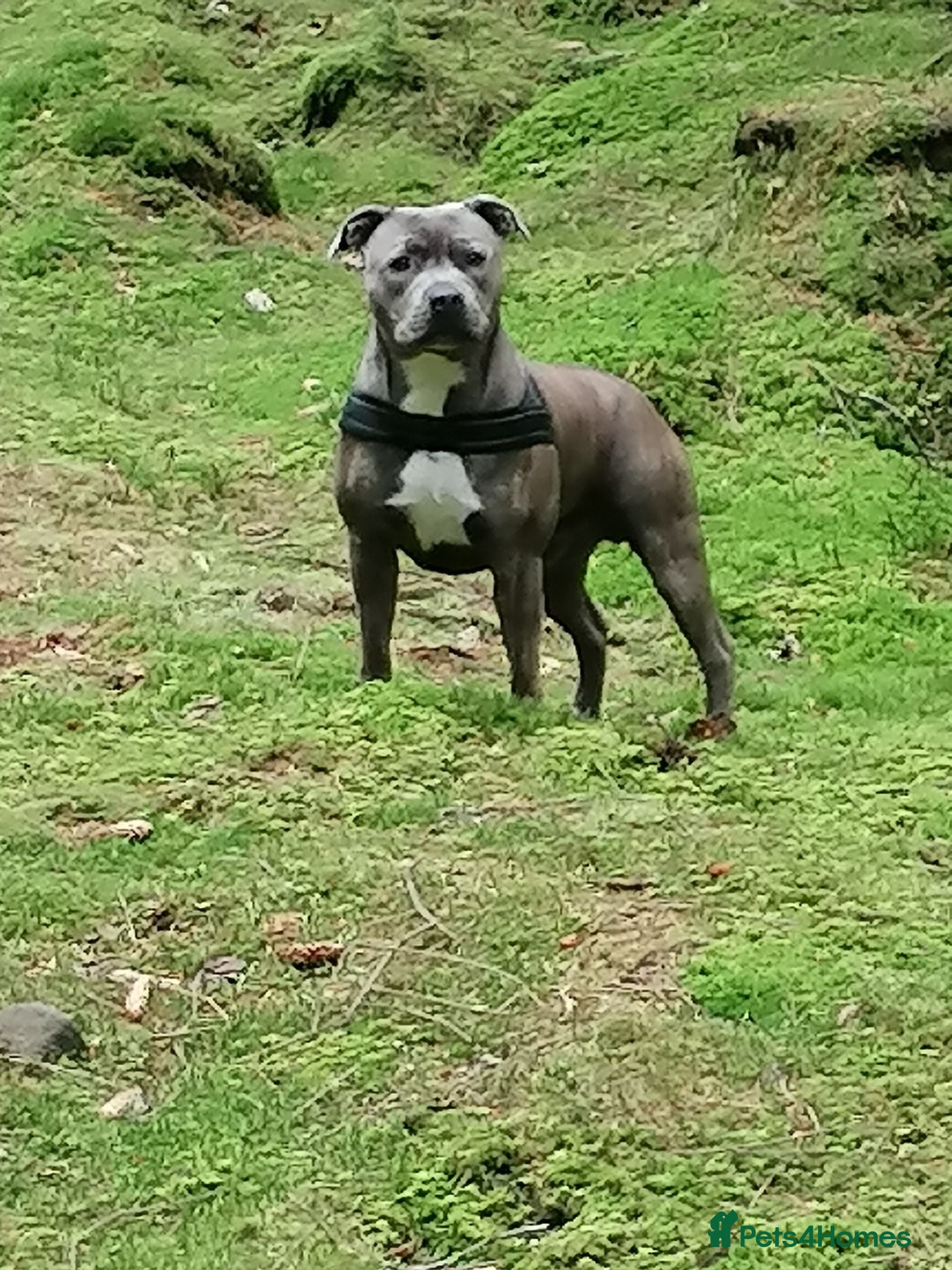 Staffordshire Bull Terrier dogs Blue Brindle Staffordshire Bull Terrier for Stud - Advert 3