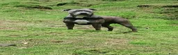 Staffordshire Bull Terrier dogs for stud: Blue Brindle Staffordshire Bull Terrier for Stud in Motherwell - Advert 1