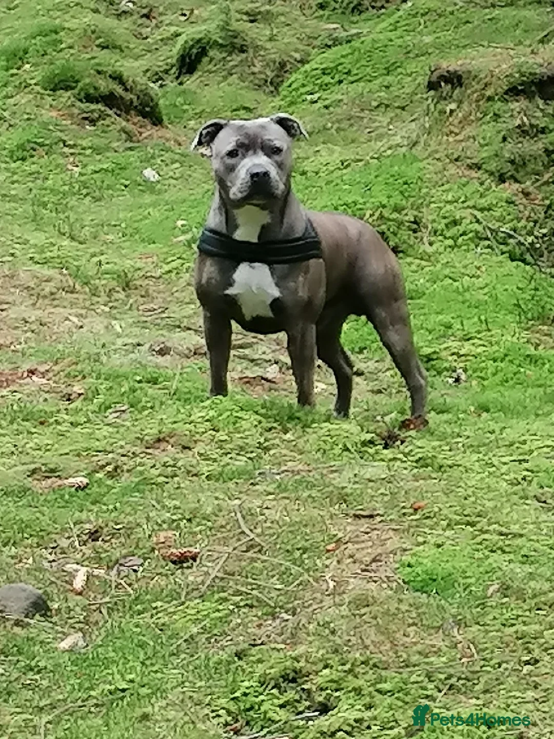 Staffordshire Bull Terrier dogs for stud: Blue Brindle Staffordshire Bull Terrier for Stud in Motherwell - Advert 1