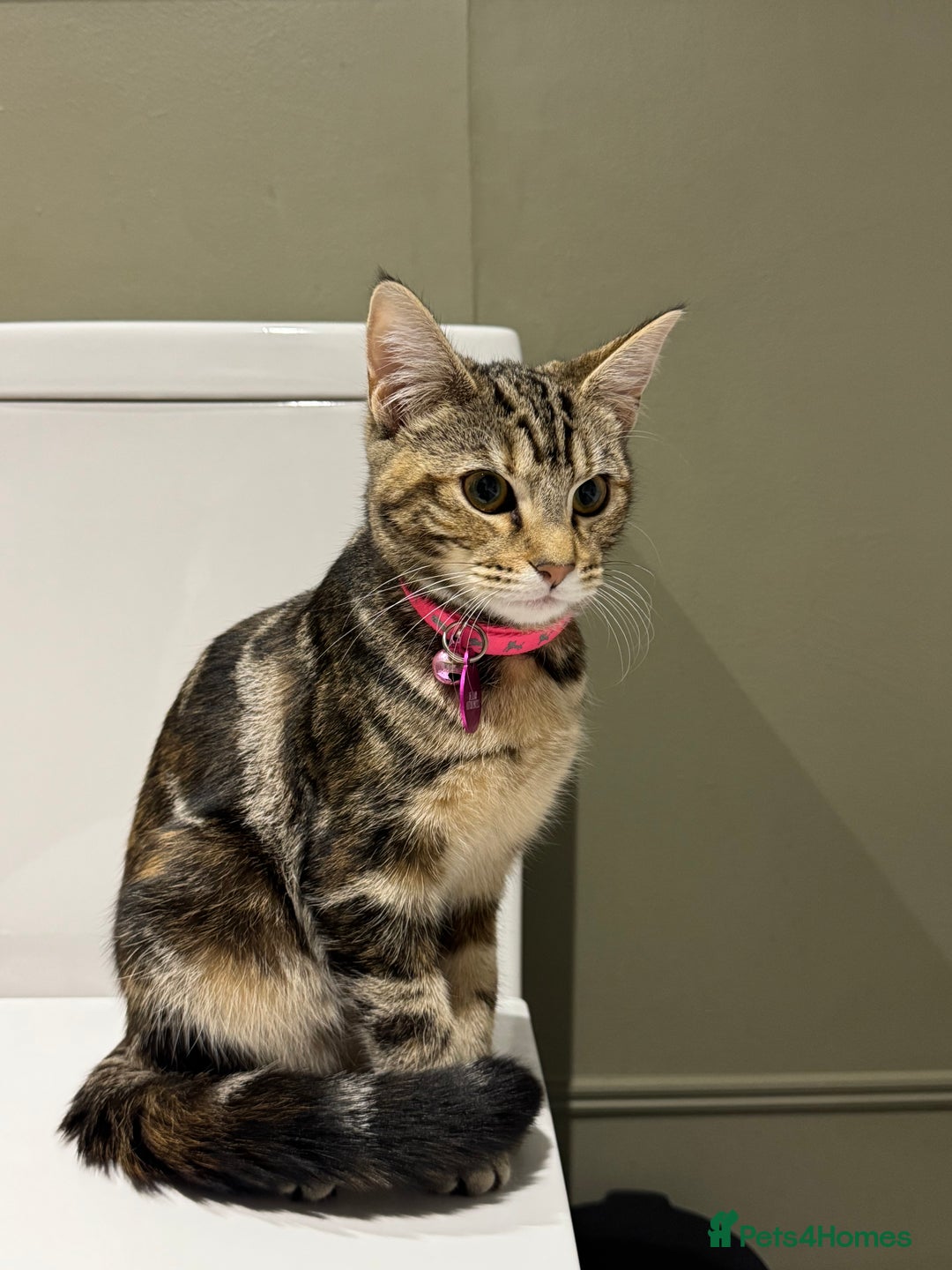 Mixed Breed cats for sale: Delilah - Maine Coon Cross  - Advert 1