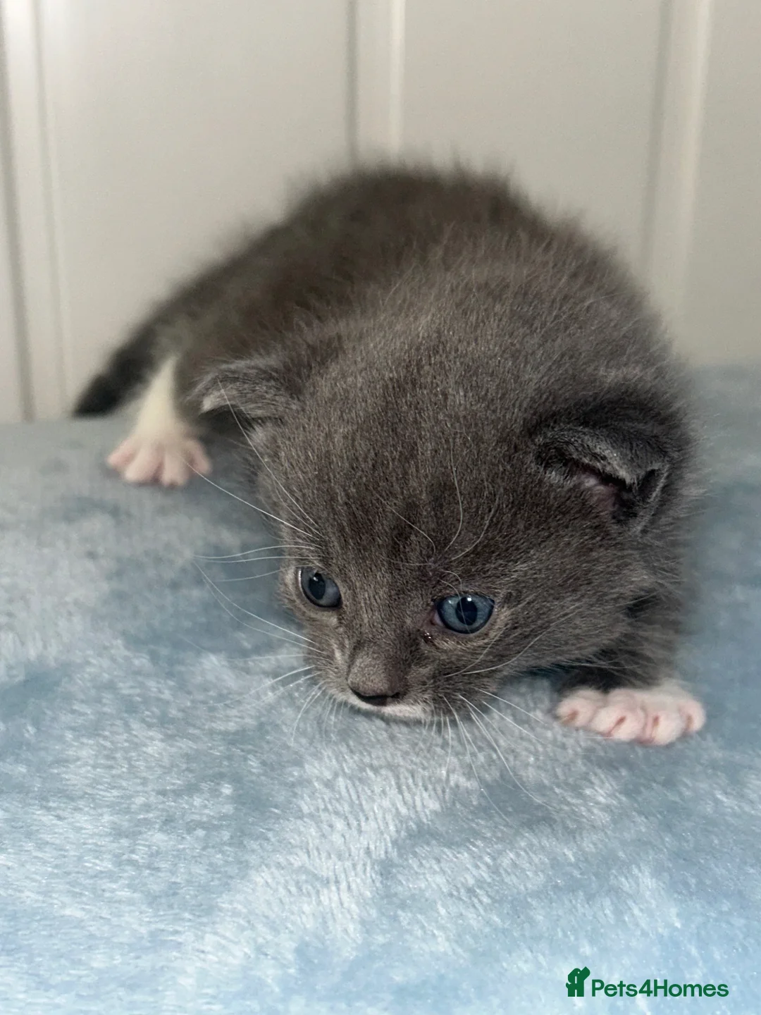 Mixed Breed cats for sale: Gorgeous kittens for sale  in Pershore - Advert 8