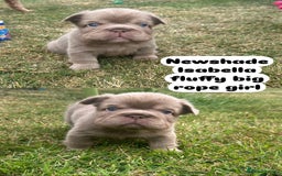 French Bulldog dogs for sale: 7 fluffy French Bulldogs puppies - Image 4