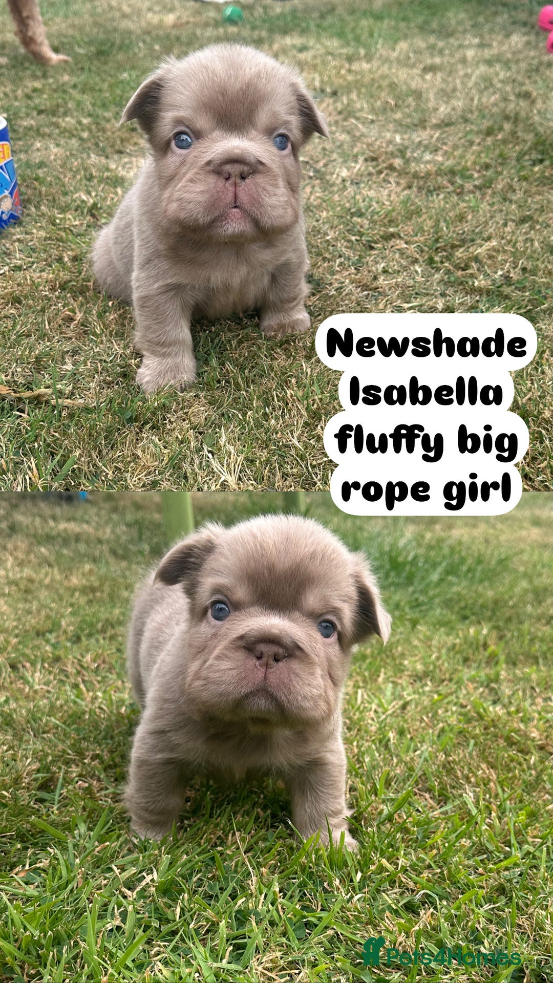 French Bulldog dogs for sale: 7 fluffy French Bulldogs puppies - Image 4