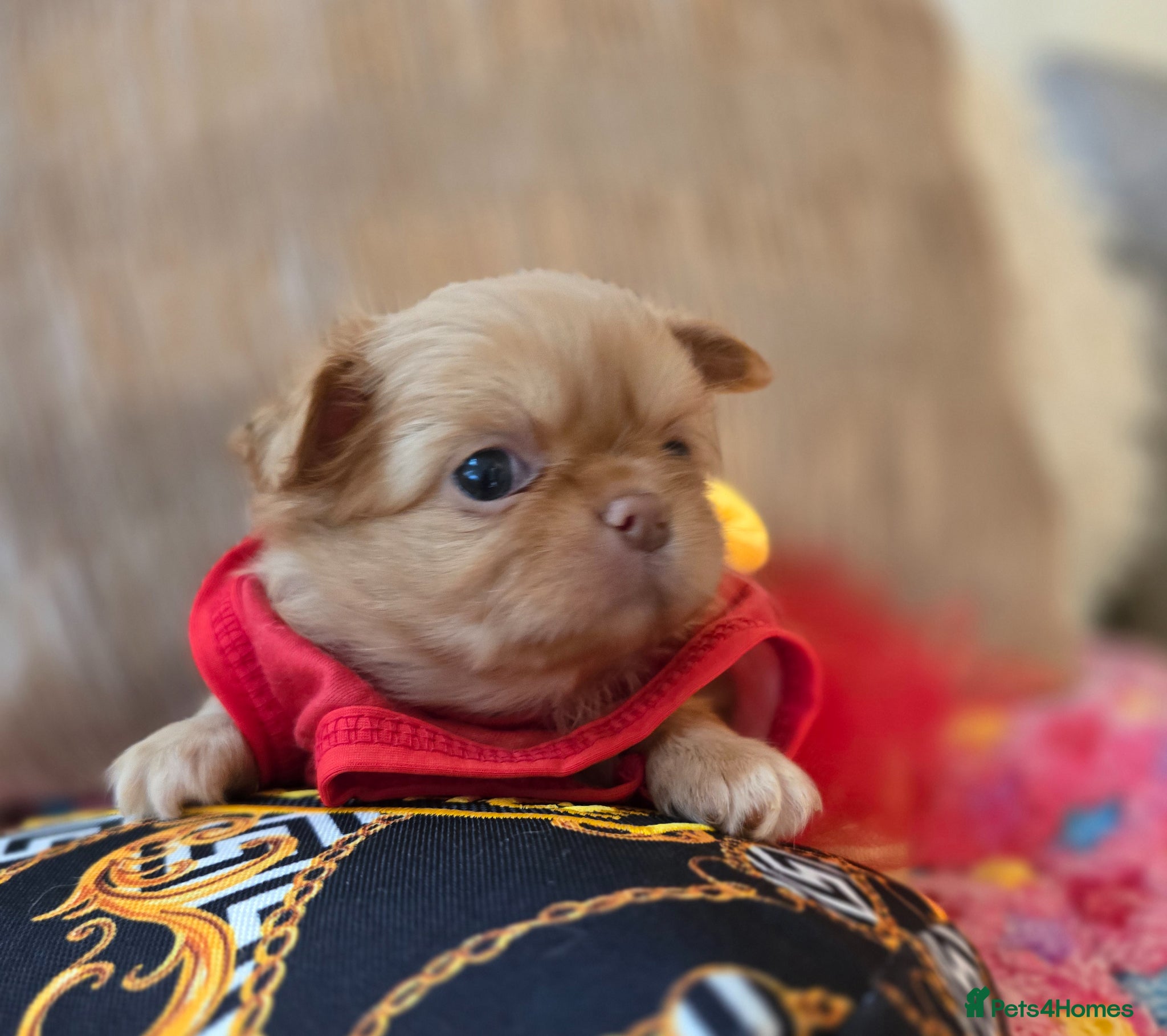 Chihuahua dogs for sale: Xx stunning kc chihuahua longcoat puppies Xx - Advert 17