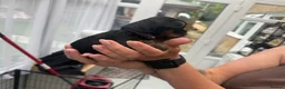 Yorkshire Terrier dogs for sale: Adorable Yorkshire Terrier Puppies  - Advert 11