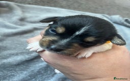 Jack Russell dogs for sale: Beautiful Jack Russell puppies for sale - Image 7