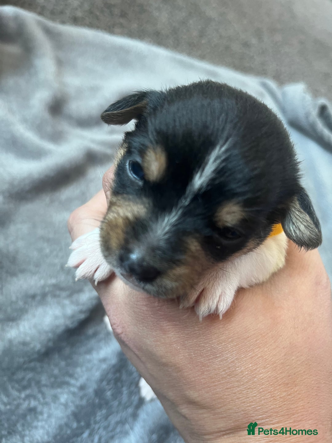 Jack Russell dogs for sale: Beautiful Jack Russell puppies for sale - Image 7