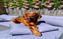 Hungarian Vizsla dogs for stud: Hungarian Vizsla Stud - Image 5