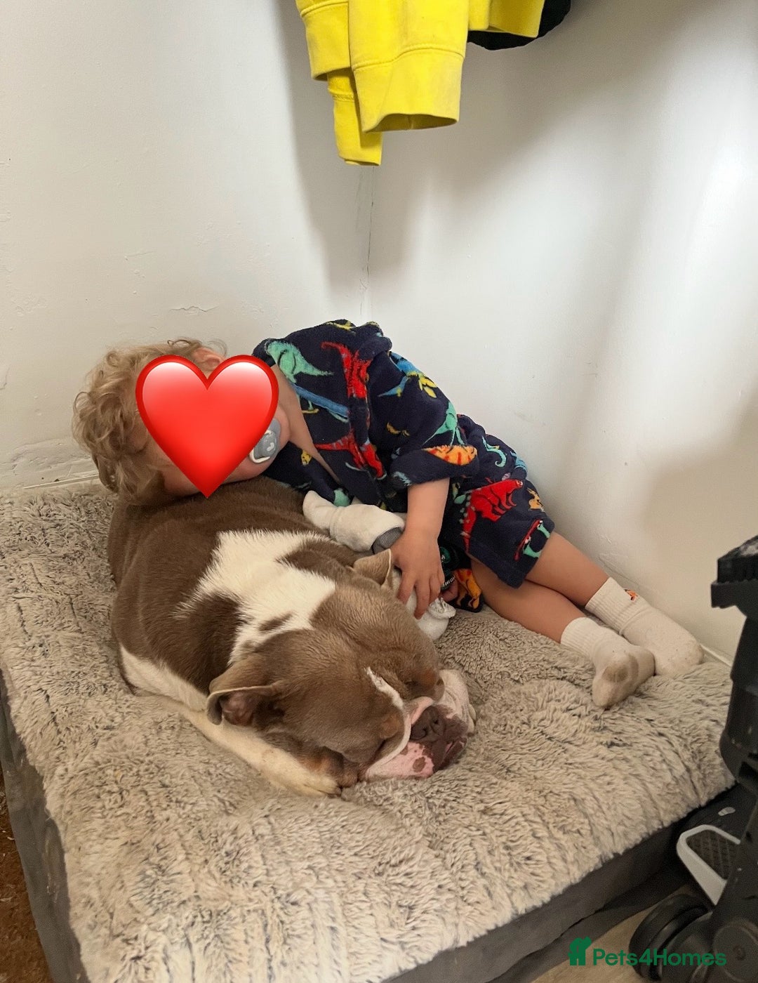 English Bulldog dogs for sale: Rehoming English Bulldog - Advert 6