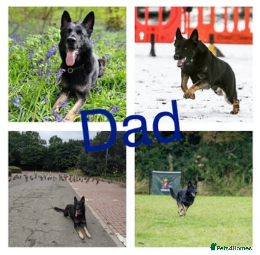German Shepherd dogs for sale: Stunning KC Registered German Shepherd Puppies   in Spalding - Advert 2