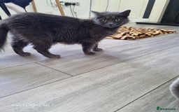 British Longhair cats for sale: Kittens for sale - Image 7