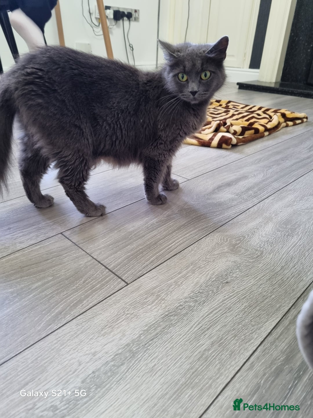 British Longhair cats for sale: Kittens for sale - Image 7