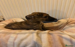 Lurcher dogs for sale: Lurcher puppies - Advert 9