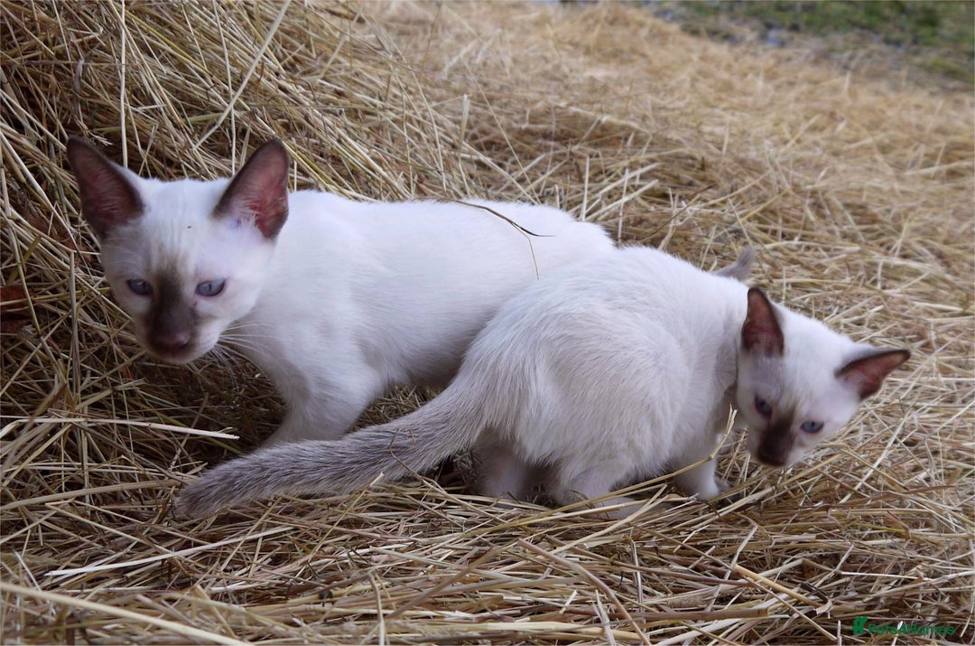 Siamese cats for sale: ADORABLE SIAMESE KITTENS - Advert 12