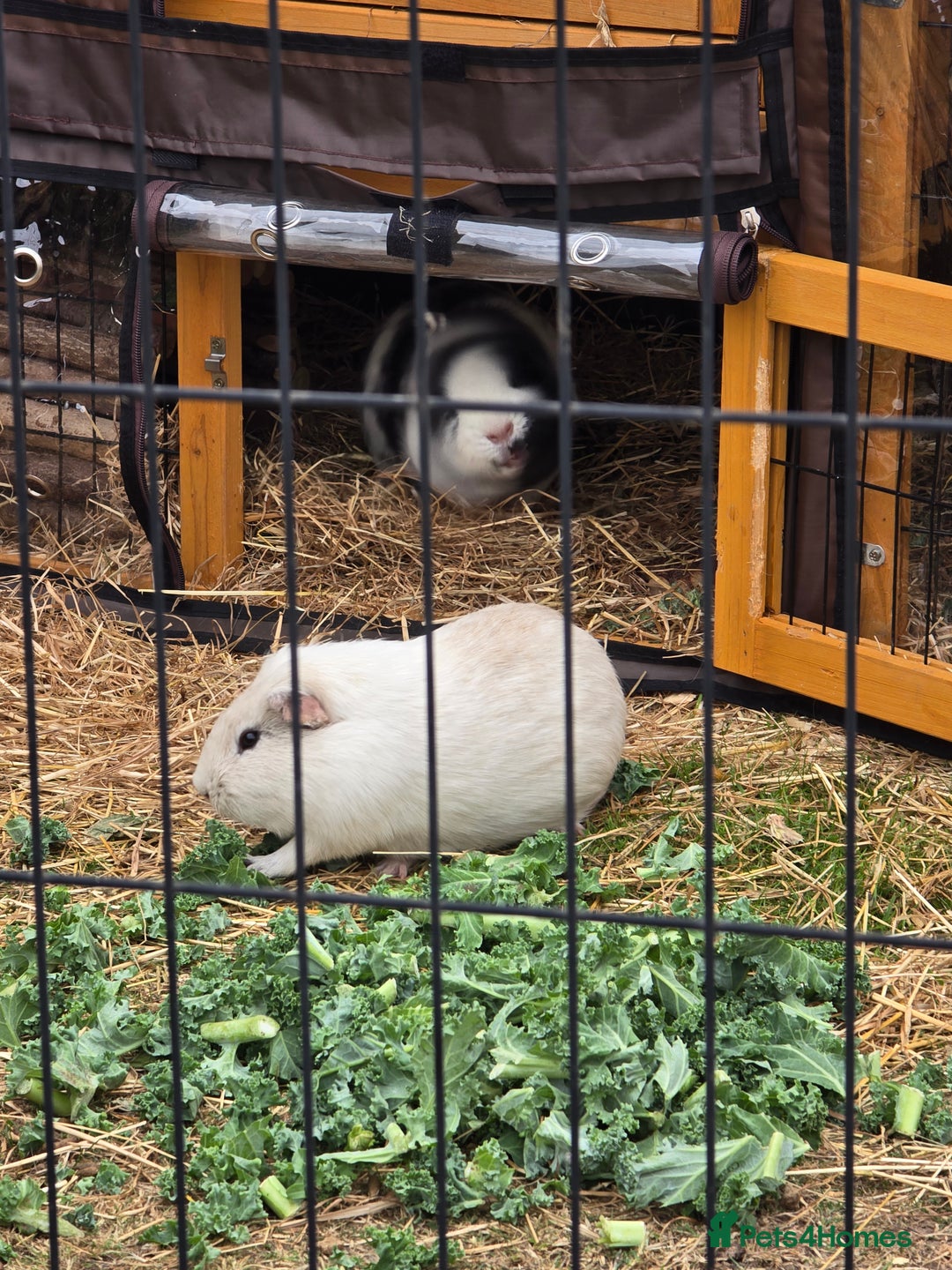 Guinea Pig rodents for sale: Moving House - Not with Piggies  - Image 4