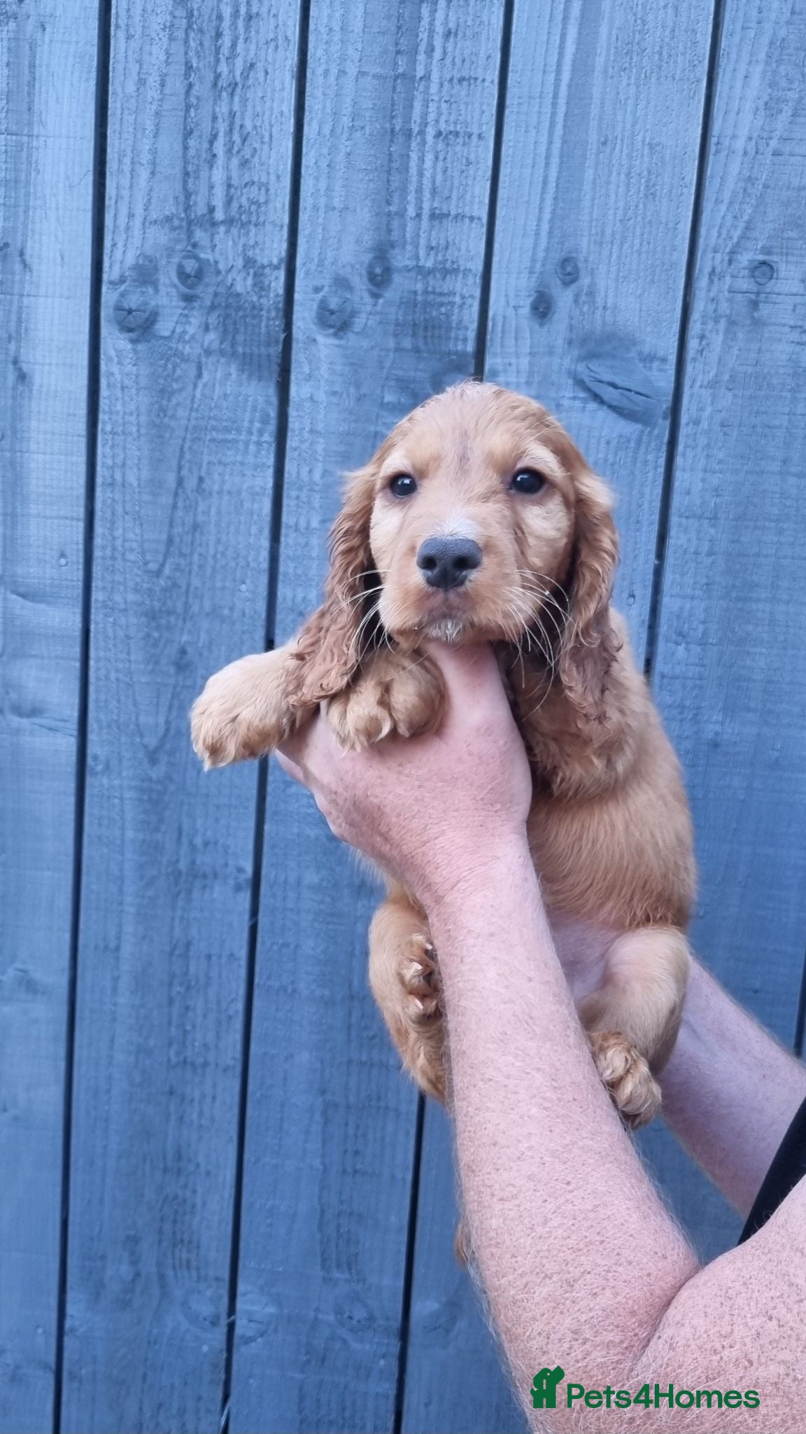 Cocker Spaniel dogs KC REGISTERED, DNA HEALTH TESTED - Advert 15