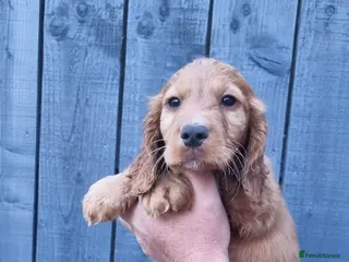 Cocker Spaniel dogs KC REGISTERED, DNA HEALTH TESTED - Advert 15