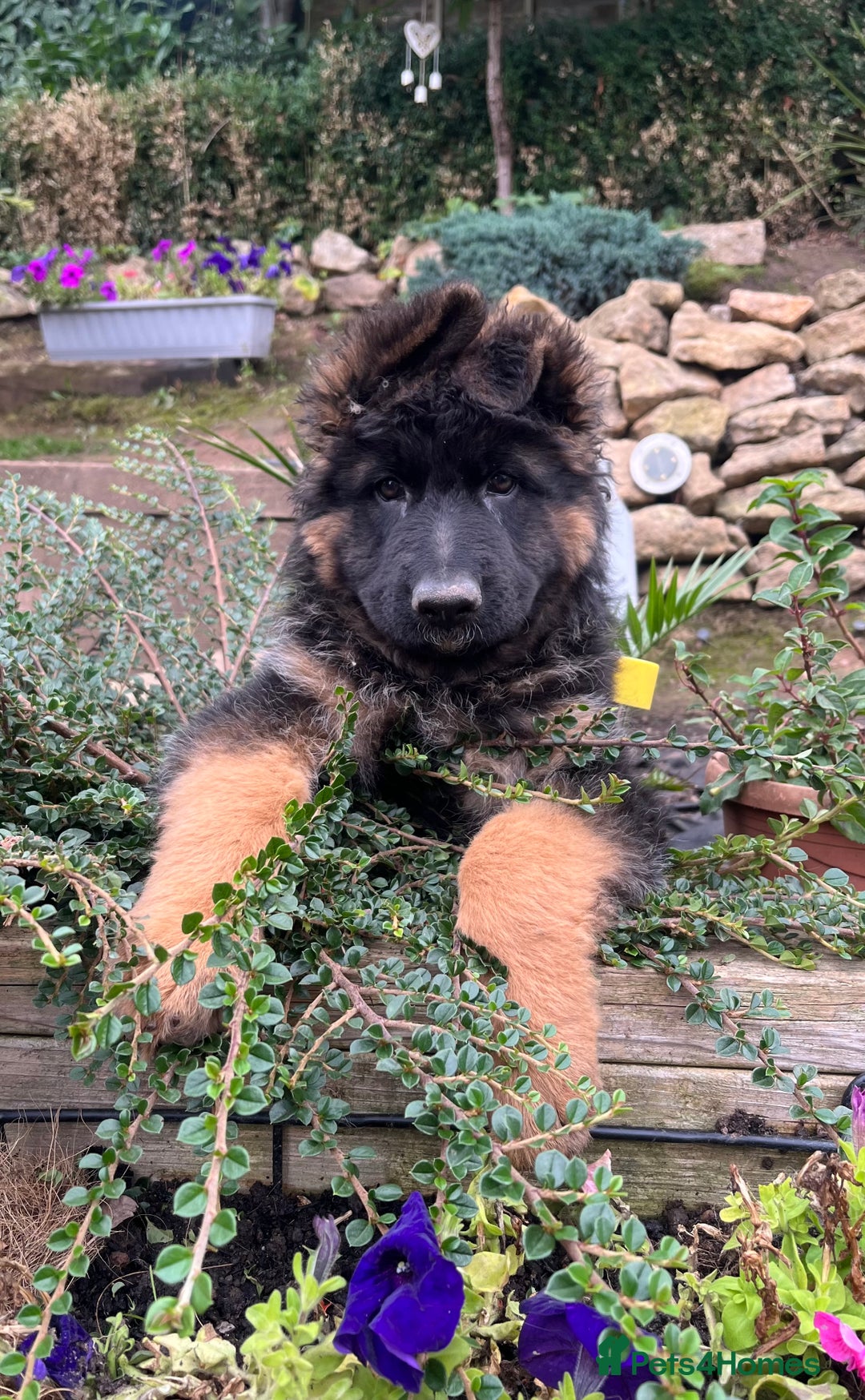 German Shepherd dogs for sale: Top Quality GSD puppies available  - Image 8