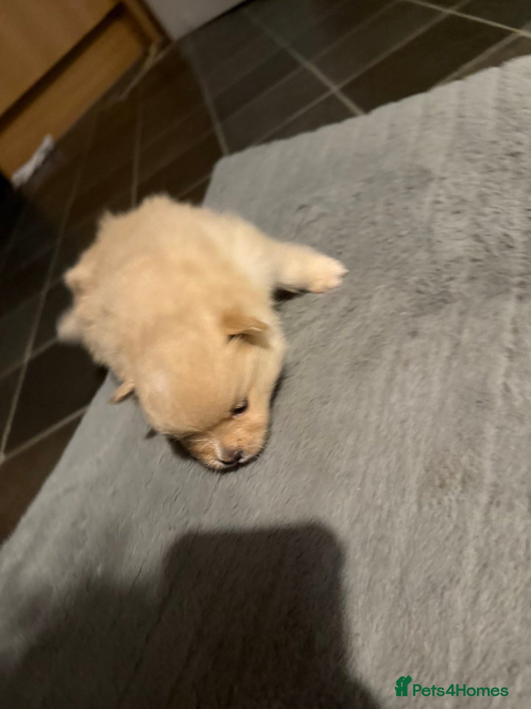 Pomeranian dogs for sale: Two Male Pomeranian’s!  - Advert 31