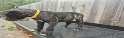 Presa Canario dogs for sale: Presa Canario Puppies ♥️  - Advert 4