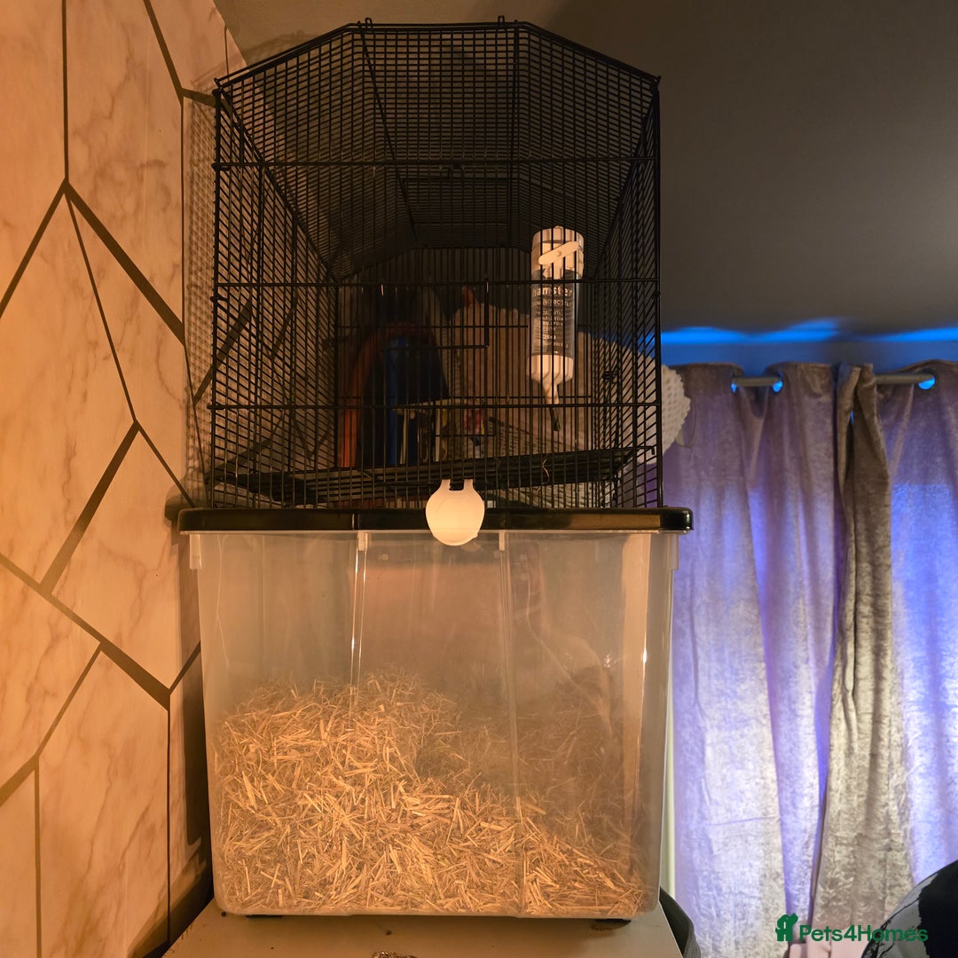 Gerbil rodents for sale: 2 gerbils - Advert 6