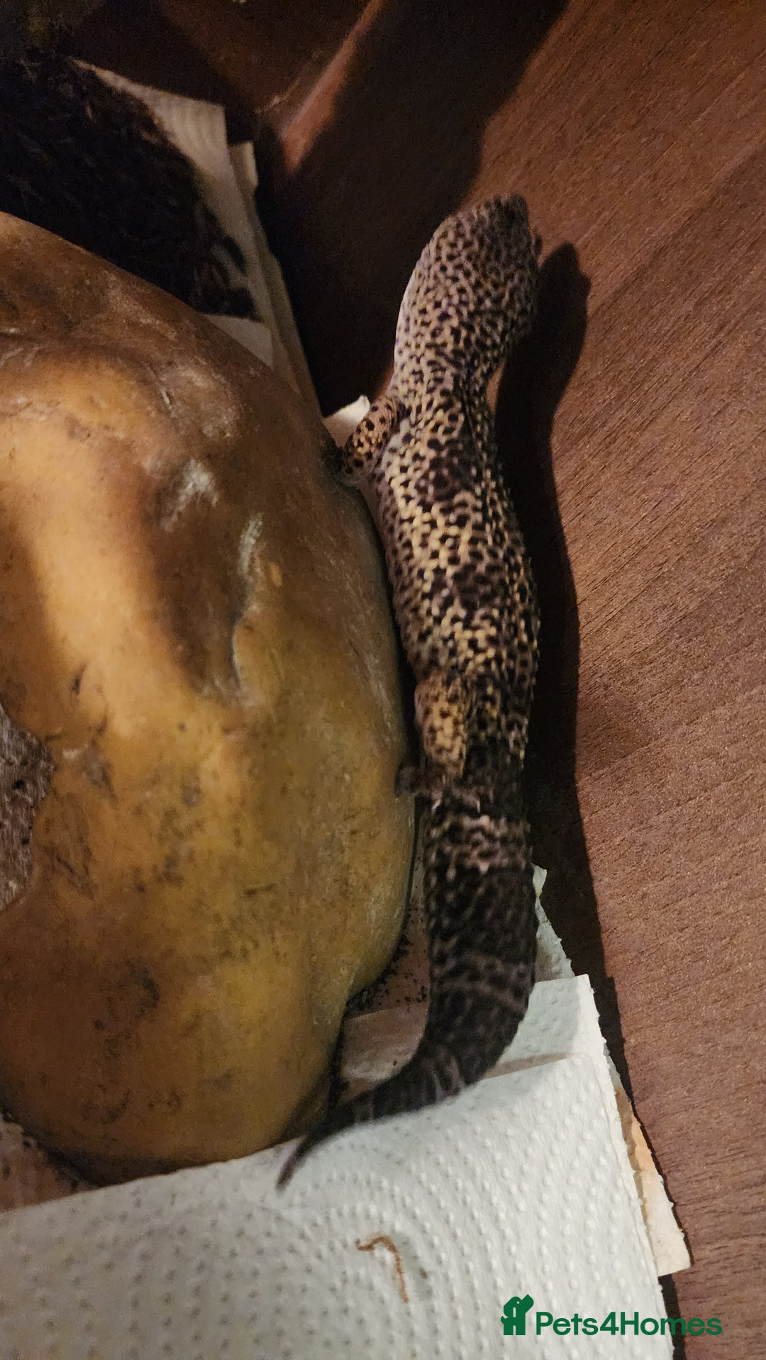 Leopard Gecko reptiles for sale: Handsome male Leopard Gecko. - Advert 4