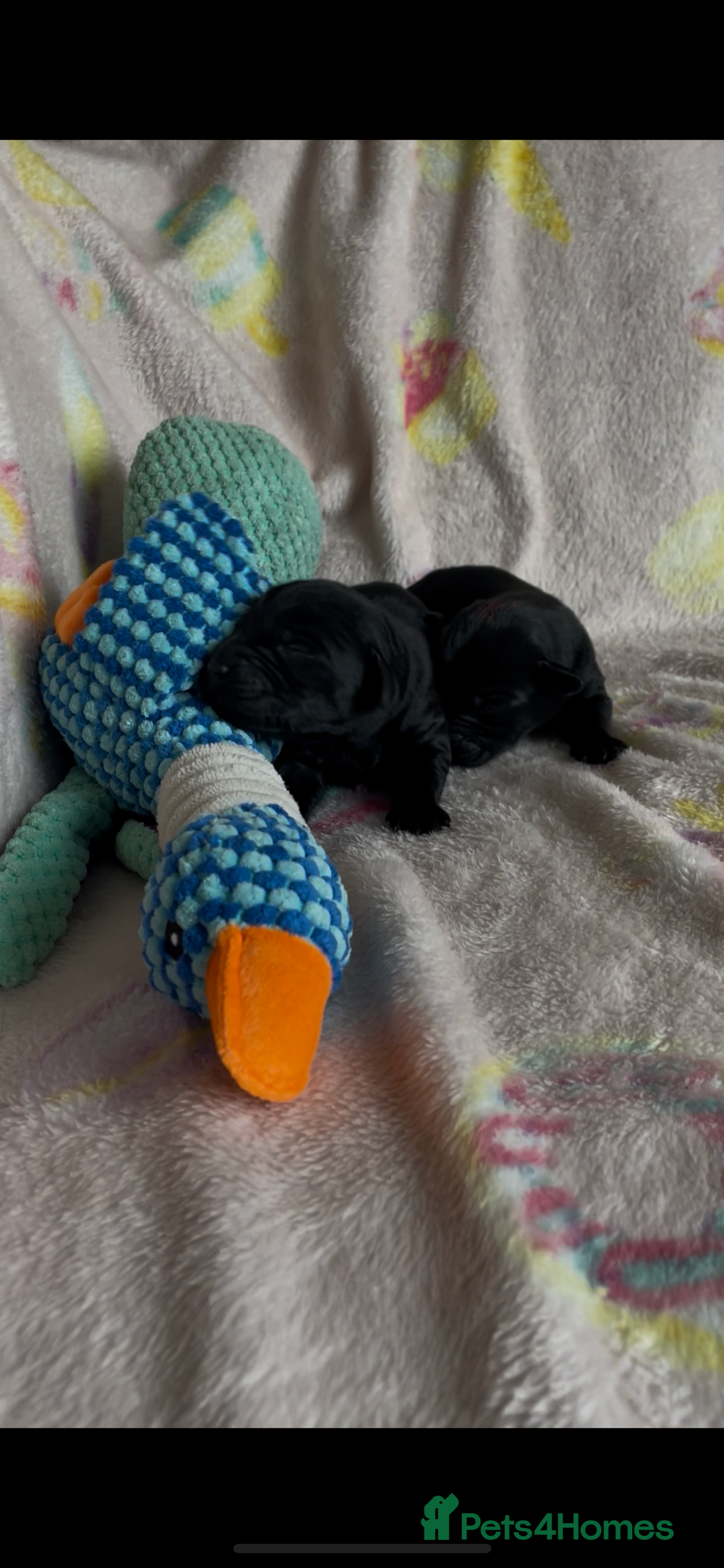 Labrador Retriever dogs for sale: Chunky Labrador pups, fully health tested parents  - Image 1