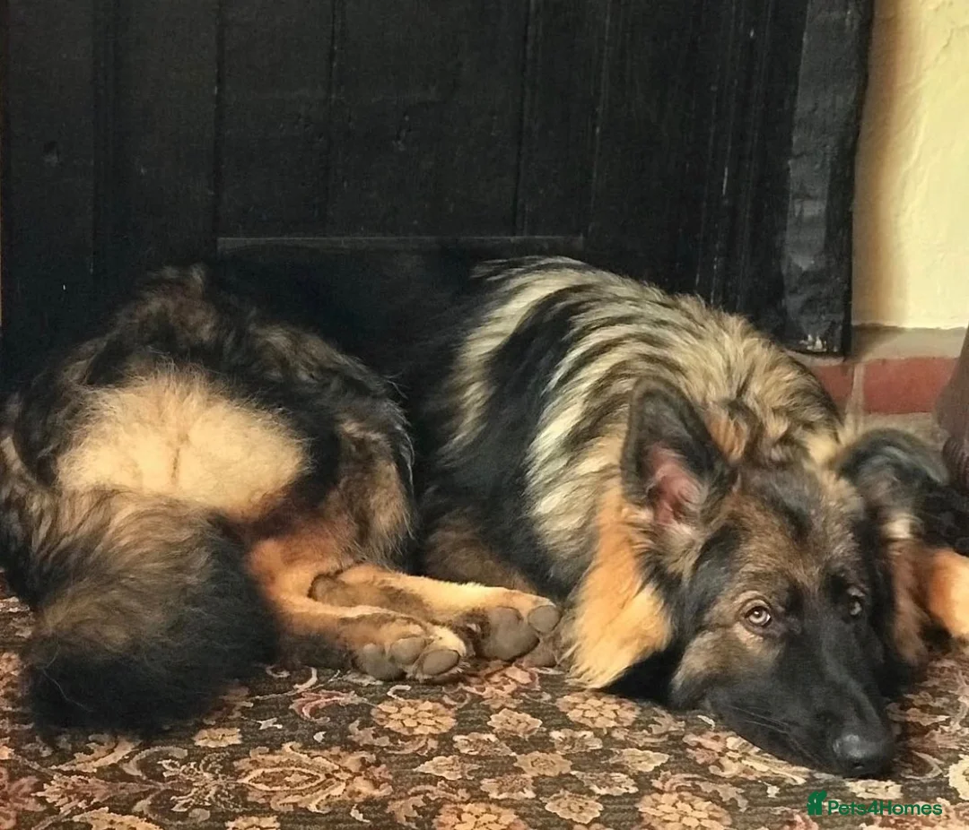 German Shepherd dogs for sale: KC Registered German Shepard Boy 🐾🐾🐾 - Advert 10