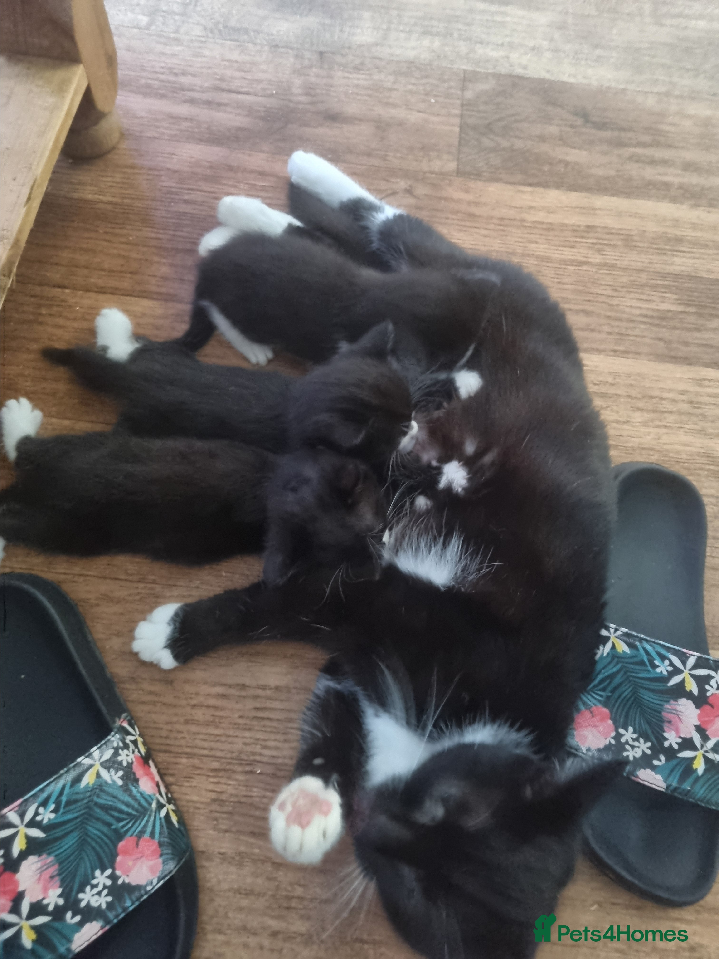 Mixed Breed cats 4 beautiful kittens looking for new familys - Advert 3
