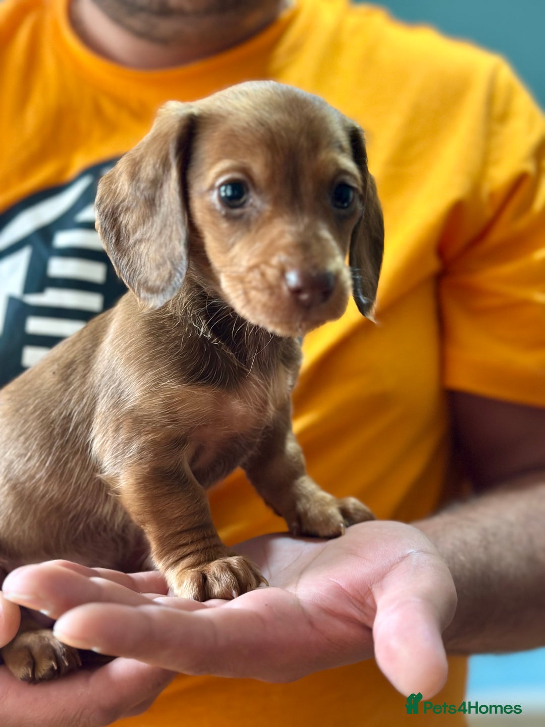 Dachshund dogs for sale: Our dwarf sausages are looking for a family🙃 - Image 7