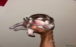 Pug dogs for sale: Beautiful kc registered Pug puppies - Image 25