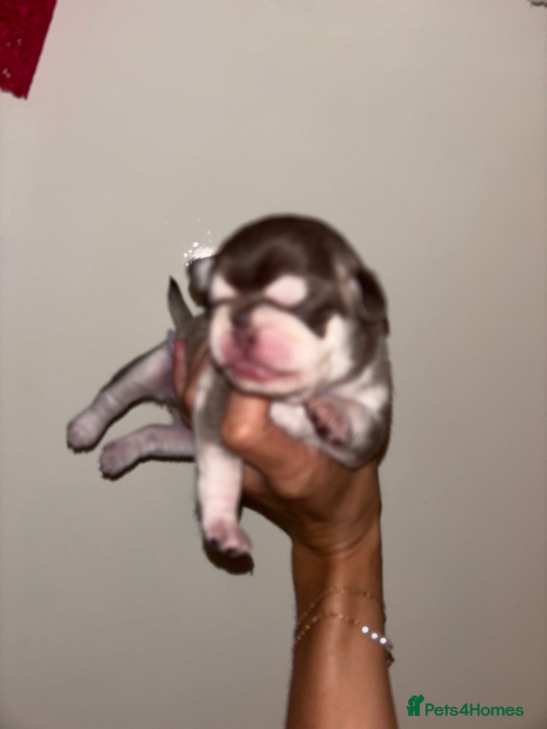 Pug dogs for sale: Beautiful kc registered Pug puppies - Image 25