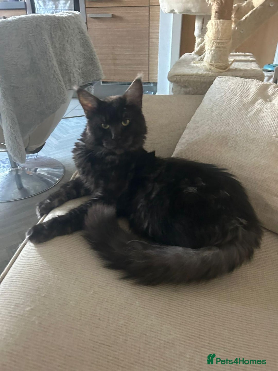 Maine Coon cats for sale: Beautiful Full breed Maine Coon GCCF - Image 5