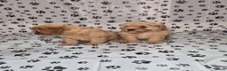 Cavapoo dogs for sale: Dna Health Tested F1 Cavapoo puppies - Advert 9