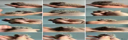 Pygmy Hedgehog rodents for sale: Beautiful Pygmy hedgehogs for sale!  - Advert 13