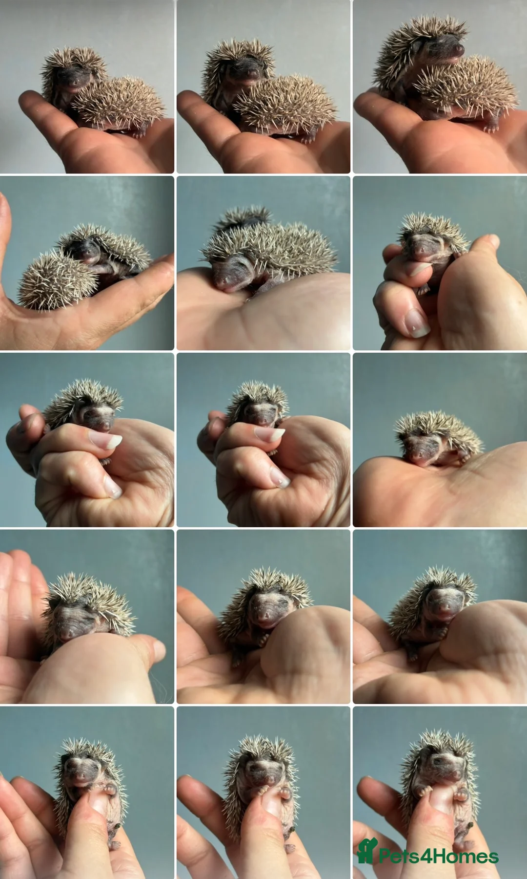 Pygmy Hedgehog rodents for sale: Beautiful Pygmy hedgehogs for sale!  - Advert 13