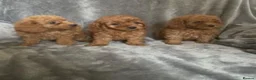 Cavapoo dogs for sale: Stunning Red cavapoo puppies in Dukinfield - Advert 2