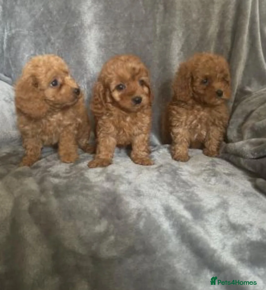 Cavapoo dogs for sale: Stunning Red cavapoo puppies in Dukinfield - Advert 2
