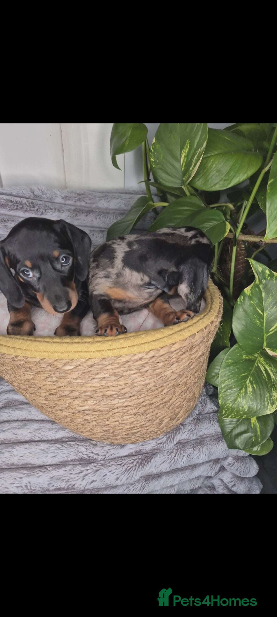 Miniature Dachshund dogs Miniature dachshund KC - Advert 18