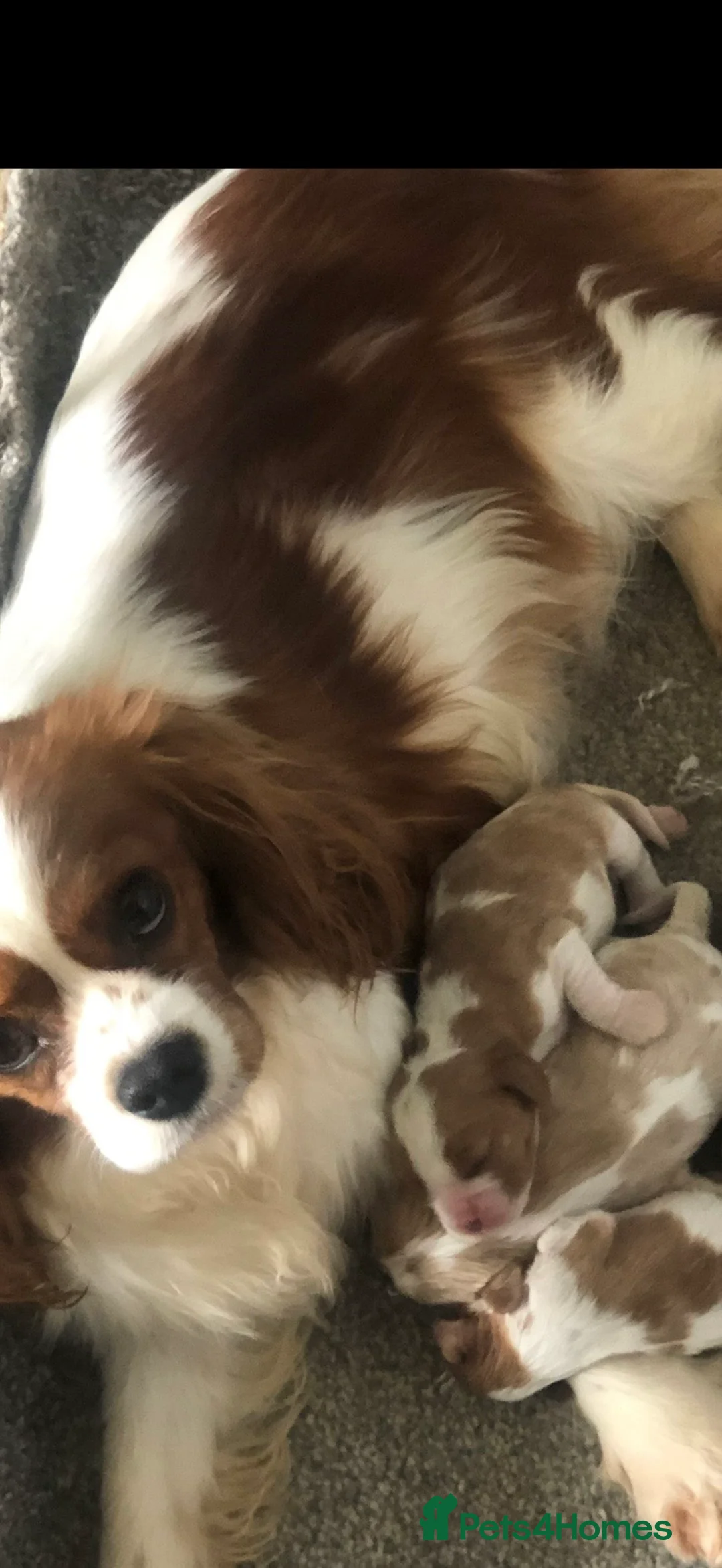 Cavalier King Charles Spaniel dogs for sale: Beautiful Cavalier King Charles Spaniel Puppies - Advert 11