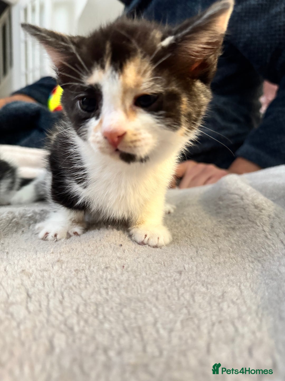 Bengal cats for sale: Bengal x British short hair kittens ready soon 15t - Advert 14