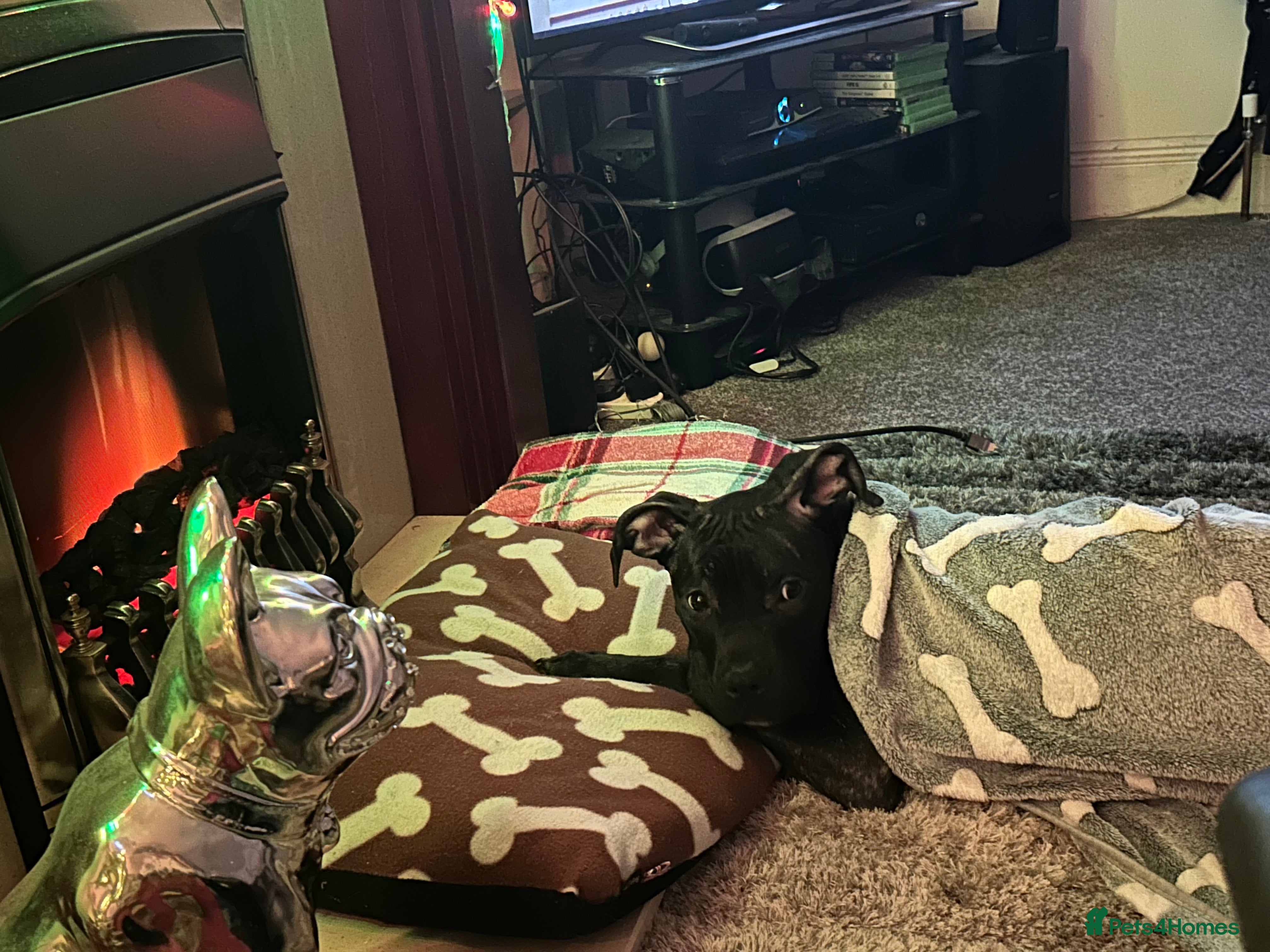 Mixed Breed dogs Needs gone immediately  - Advert 1