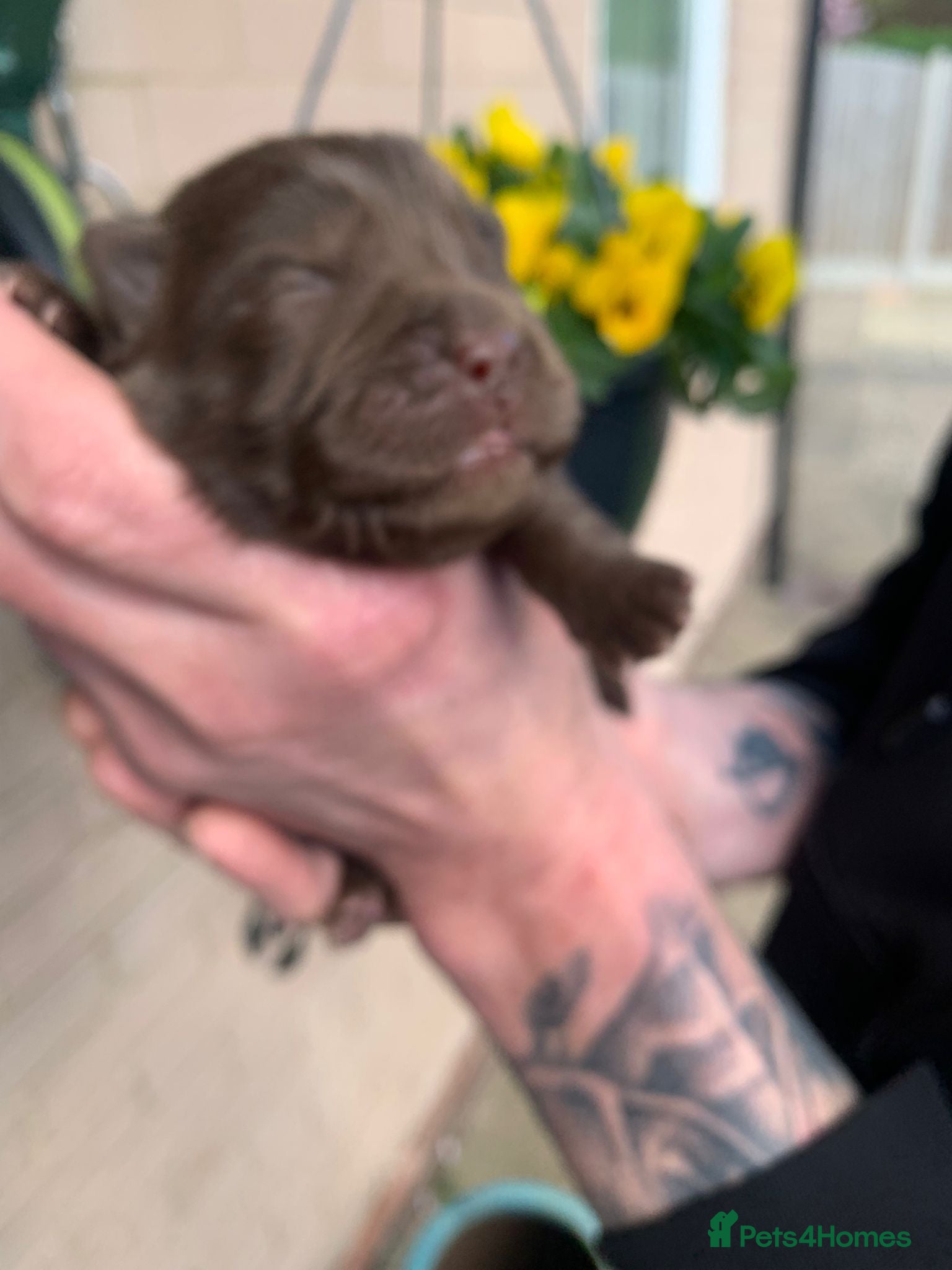 Chow Chow dogs for sale: Choclate/lilac Chow chow puppies - Advert 23