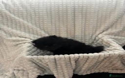 Pomeranian dogs for sale: Pedigree miniature pomeranians - Image 17