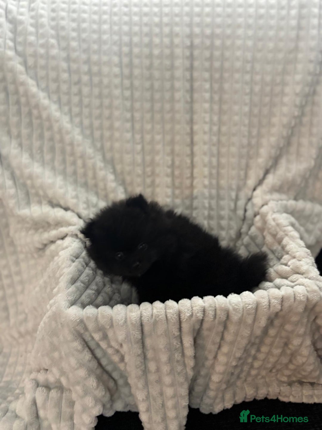Pomeranian dogs for sale: Pedigree miniature pomeranians - Image 17