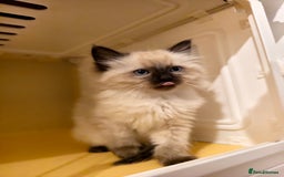 Ragdoll cats for sale: Beautiful Ragdoll Kittens Ready for Sale! - Advert 9