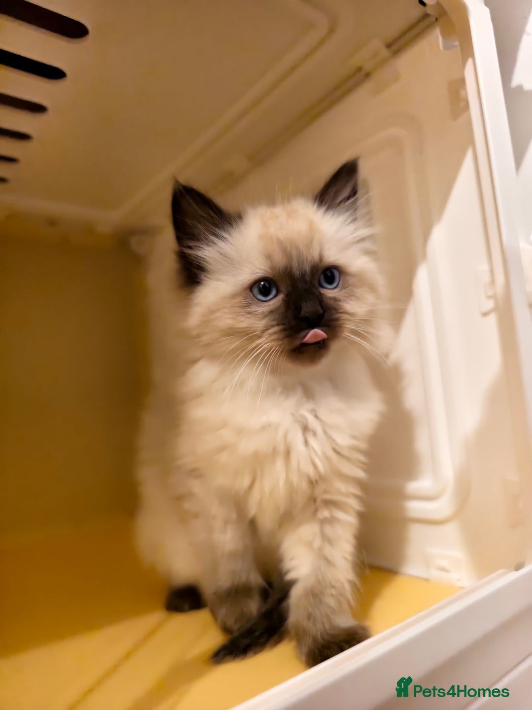 Ragdoll cats for sale: Beautiful Ragdoll Kittens Ready for Sale! - Advert 9